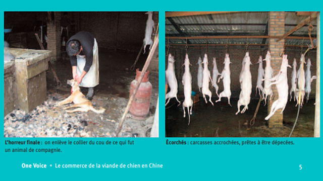 Organización francesa denunció en el 2008 la venta de carne de perro en China.