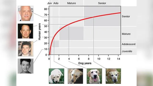 Gráfico que compara la edad de un perro con la edad humana. Fuente: Cell Systems.