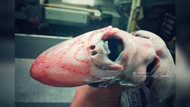 10 extrañas criaturas capturadas en el fondo del mar cuyo aspecto asusta a todos [FOTOS]