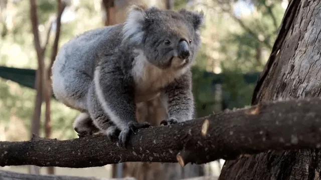 Australia – koalas – incendios forestales – animales