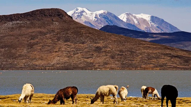 Reserva Nacional Salinas y Aguada Blanca (Arequipa). Foto: Andina