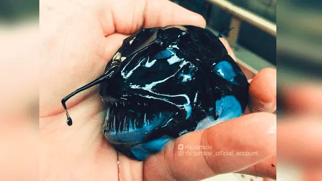 10 extrañas criaturas capturadas en el fondo del mar cuyo aspecto asusta a todos [FOTOS]