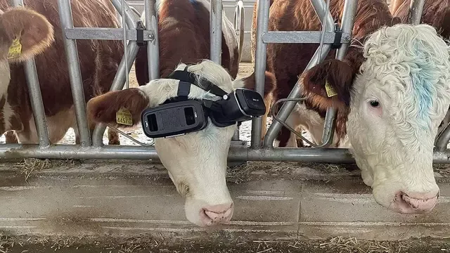 Las gafas VR reducen el estrés del ganado. Foto: Andro4all
