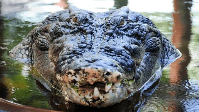 Indignación por hallazgo de cocodrilo desollado dentro de reserva natural