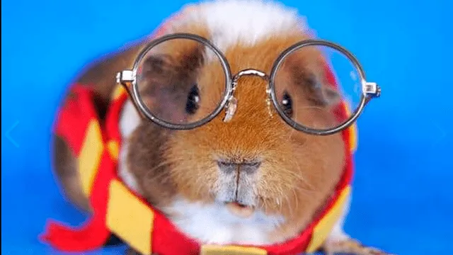 Facebook viral: cuy peruano se vuelve ‘cosplayer' y desata furor en redes sociales [FOTOS]