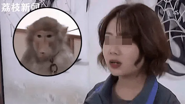 Travieso mono le roba el celular a su dueña y compra varias cosas por Internet [VIDEO]