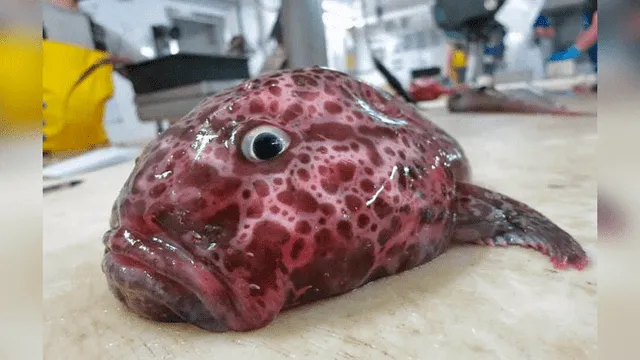 10 extrañas criaturas capturadas en el fondo del mar cuyo aspecto asusta a todos [FOTOS]