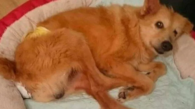 La desgarradora historia de Pinchito, el perro que fue esclavo sexual por 5 años