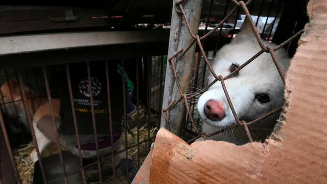 E consumo de carne de perro ha disminuido, en gran medida, en Corea del Sur durante los últimos años. Foto: AFP.