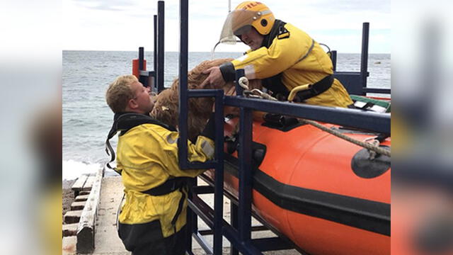 Los salvavidas acudieron al rescate de Archie, quien cayó en una zona costera con acceso solo por el mar. Foto: Freshwater Independent Lifeboat