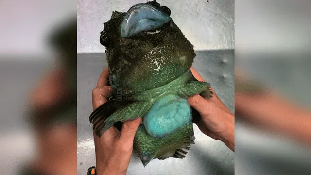 10 extrañas criaturas capturadas en el fondo del mar cuyo aspecto asusta a todos [FOTOS]