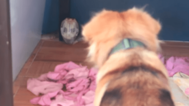 YouTube viral: valiente perro se enfrenta a letal cobra por defender a sus dueños y sucede lo más insólito