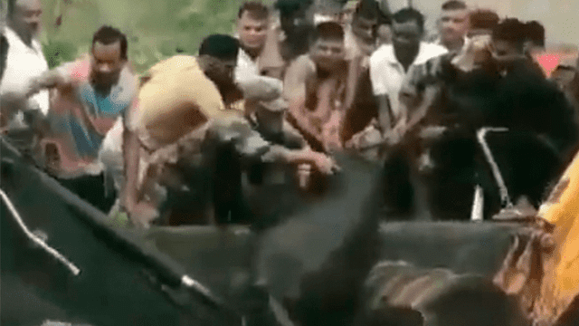 Salvan a elefante y su cría de morir ahogados tras caer a estanque de agua [VIDEO]