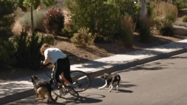 Google Maps: Dos perros fueron captados en el momento en que casi tumban a ciclista [VIDEO]