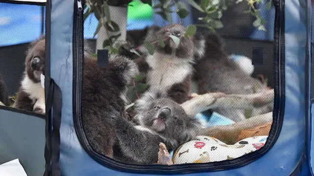 Koalas heridos por los incendios de Australia.