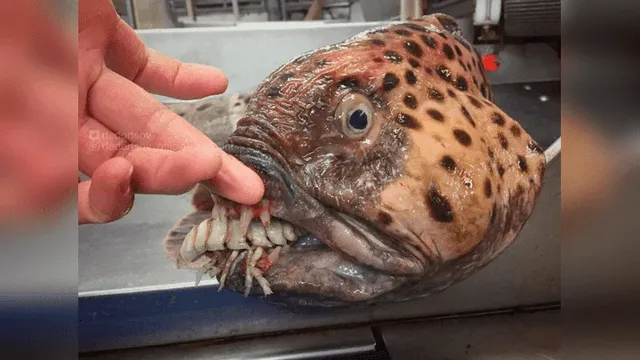 10 extrañas criaturas capturadas en el fondo del mar cuyo aspecto asusta a todos [FOTOS]