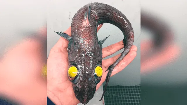 10 extrañas criaturas capturadas en el fondo del mar cuyo aspecto asusta a todos [FOTOS]