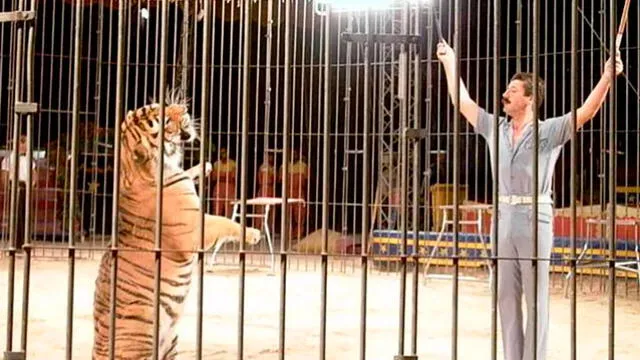 La fiscalía abrió una investigación luego de que cuatro trigres mataran a un reconocido domador de animales. Foto: difusión.