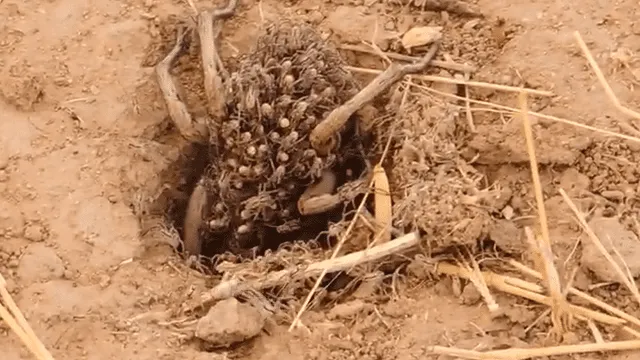 Captan a una araña cargando a cientos de sus crías.