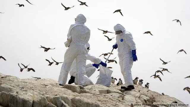 Gripe aviar: declaran emergencia sanitaria en Perú por 90 días a causa de la influenza H5N1
