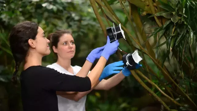 Kristine Bohmann y Christina Lynggaard recolectan muestras de aire en el zoológico de Copenhague, en Dinamarca. Foto: Christian Bendix
