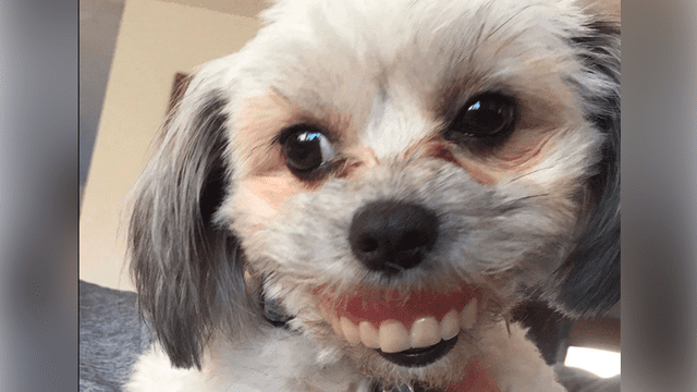Facebook: perrita usa la dentadura postiza de su amo y su apariencia te hará reír [FOTOS]