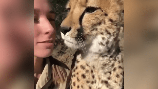 La arriesgada cuidadora de felinos le dio un beso a un leopardo.