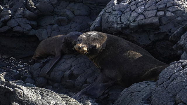 Las Islas Galápagos es el hogar de miles de especies. Foto: AFP.