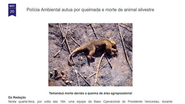 La quema de una planta de caña de azúcar causó la muerte de un oso hormiguero en Venceslau, Brasil.