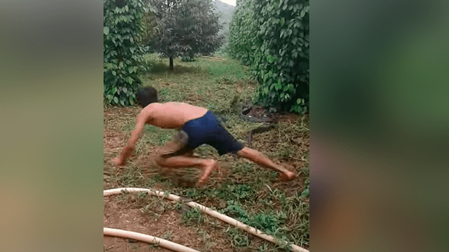 YouTube viral: el espeluznante momento en que un joven logra atrapar a una furiosa cobra [VIDEO]