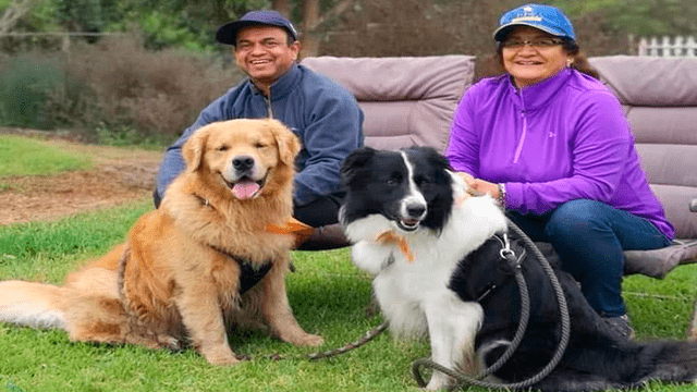 Mascotas – perros - animales - Dog Walker Perú