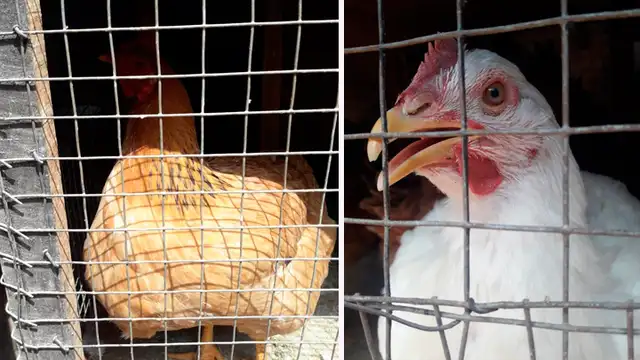 Gallinas rescatadas de un matadero en Cusco ahora pasan sus días en una mansión [FOTOS]