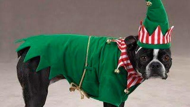 Navidad: 10 vestuarios para que tu mascota luzca impecable en la Noche Buena [FOTOS]