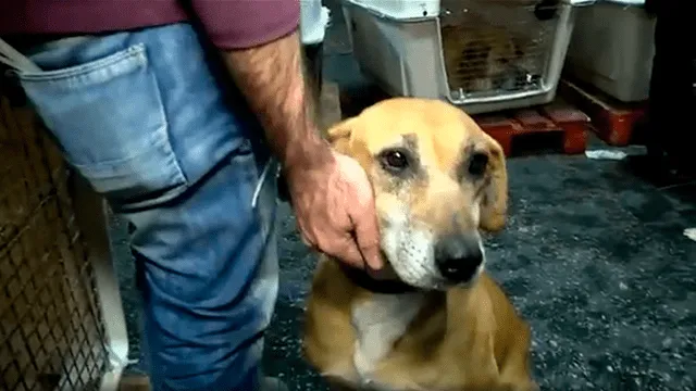 Ley otorgará crédito fiscal a personas que rescaten mascotas abandonadas [VIDEO]