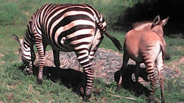 África - Kenia - Animales