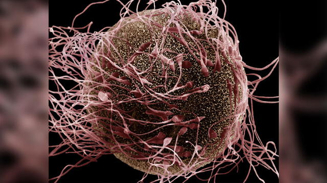 Óvulo humano rodeado de espermetozoides. Imagen: Science Photo Library.