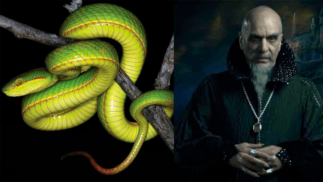 Nueva serpiente
