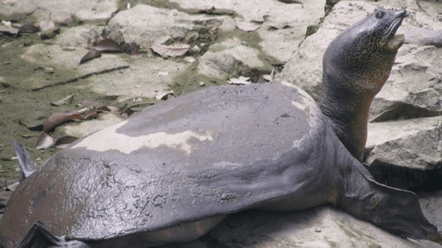 Muere la última hembra conocida de una especie de tortugas en peligro de extinción [FOTOS]
