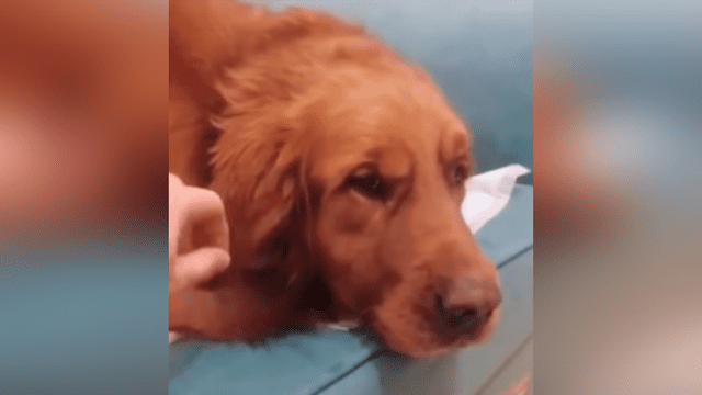Facebook viral: joven levanta la oreja de su perro y descubre dentro un extraño animal [VIDEO] 