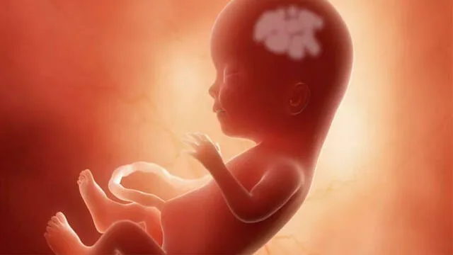Cerebro bebé. Foto: Difusión.