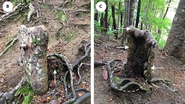 Observación detallada del tocón de árbol. Fotos: Leuzinger.