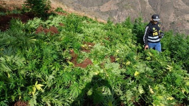 Plantaciones de marihuana