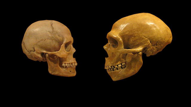 Aunque eran anatómicamente diferente, los Homo Sapiens y los neandertales, nuestros primos lejanos, consiguieron tener descendencia entre ellos. Foto: Wikimedia Commons / Dr. Mike Baster / UC Davis