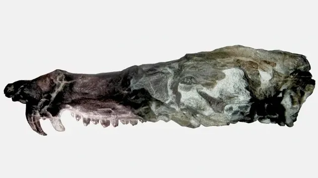 Cráneo intacto del Pseudotherium argentinus, especie similar a la ardilla de "La era de hielo". Foto: Télam