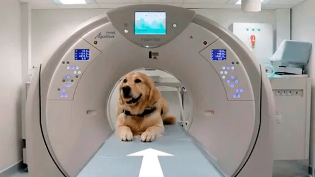Los canes modelan para las pruebas radiográficas.
