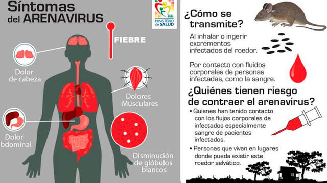 Síntomas del Arenavirus. Infografía del Ministerio de Salud de Bolivia.