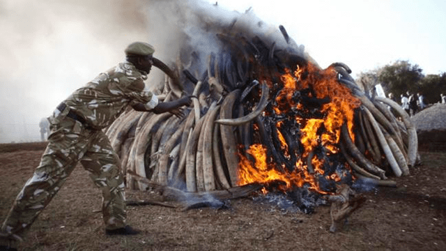 África: cazadores matan a seis elefantes y les arrancan sus colmillos en un solo día