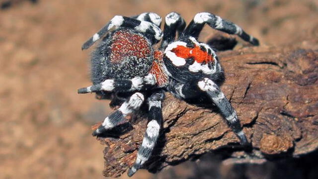 La especie de araña fue bautizada Looredia phoenixi. Crédito: Alireza Zamani