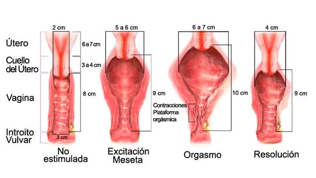 Cambios aproximados en el tamaño de la vagina durante el acto sexual. Imagen referencial: Fertilab.