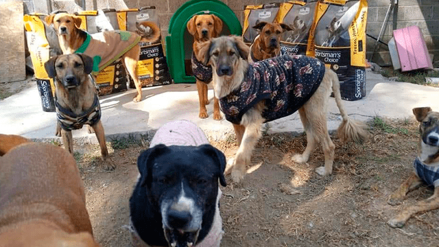 No es la primera vez que el albergue ‘Manada San’ recibe ataques de desconocidos. (FOTO: Facebook)